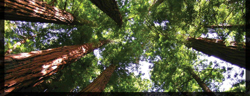 Primewalk - Accoya certificeret radiata pine - modificeret træ via acetylering - bæredygtigt miljø
