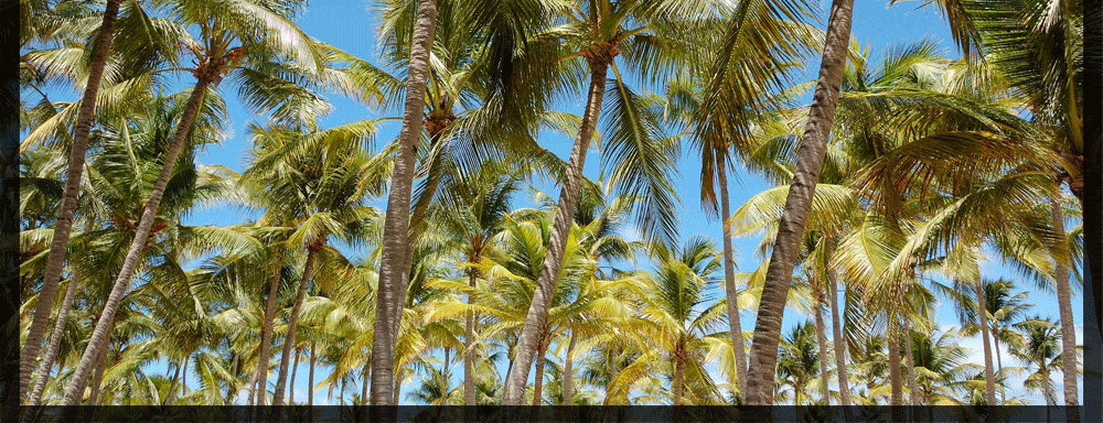 Primewalk - Enito Green Label kokos palmetræ - bæredygtigt miljø