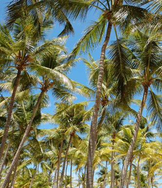Primewalk Enito Green Label kokospalme trægulve & terrasseplanker